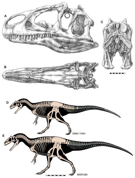 Cranial anatomy of Allosaurus jimmadseni, a new species from the lower part of the Morrison Formation (Upper Jurassic) of Western North America [PeerJ] Dinosaur Sketch, Dinosaur Tattoos, Big Al, Skeleton Drawings, Dinosaur Skeleton, Prehistoric Art, Paleo Art, Extinct Animals, Desenho Tattoo