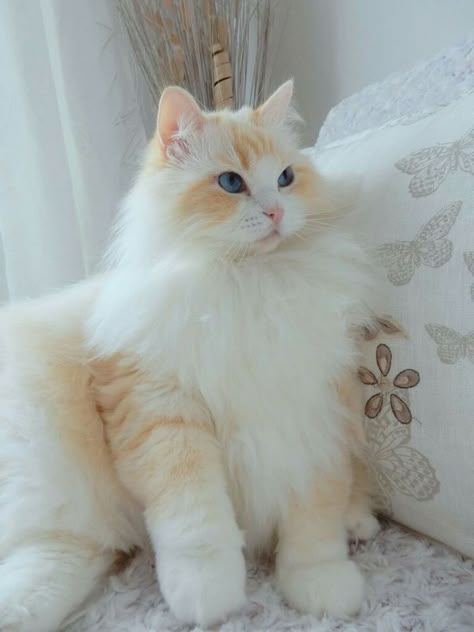 Albino Cat, Cats Tattoo, Ragdoll Cat Breed, Balinese Cat, Angora Cats, Wallpaper Cat, Cat Tattoos, Tattoo Cat, Aesthetic Cat