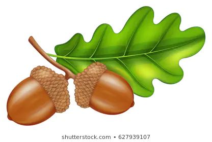 Acorns and Leaves Stock Illustrations, Images & Vectors | Shutterstock Oak Leaf Art, Mighty Oaks, Fruit Art, Tree Patterns, Leaf Art, Oak Tree, Floral Illustrations, Nature Pictures, Classroom Decor