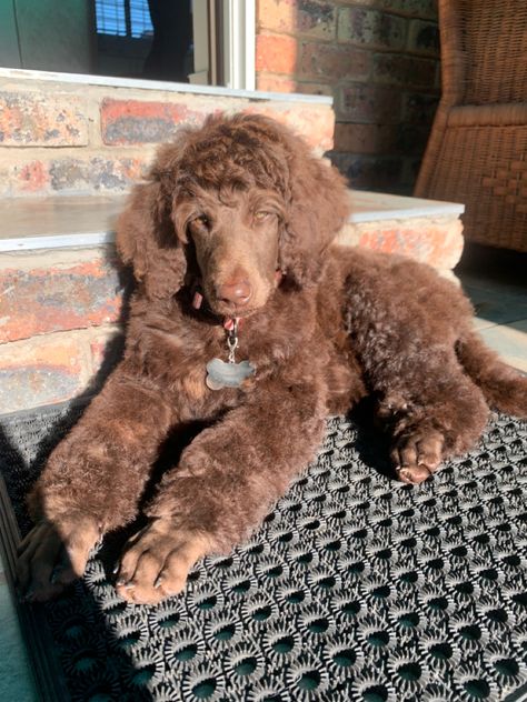 Medium Poodle Dog, Standard Poodle Teddy Bear, Poodle Styles, Chocolate Toy Poodle, Poodle Teddy Bear Cut, Chocolate Poodle Toy, Brown Standard Poodle, Brown Toy Poodle, Poodle Hairstyles