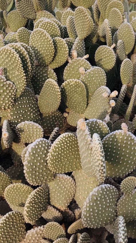 Iphone Wallpaper Cactus, Wallpaper Cactus, Cactus Arizona, Cactus Wallpaper, Fashion Mood Board, Boho Wall Art, Iphone Background, Cactus Plants, Boho Fashion