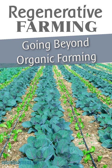 There’s a lot of buzz about regenerative farming these days, and no wonder. This approach to agriculture is not only good for bees, but it’s also good for people and the planet. It's this new ROC™ – Regenerative Organic Certificate – we’re starting to see on products something to get behind. Regenerative farming looks to improve or restore the health of the soil, which helps support water quality, vegetation, and the productivity of the land. Organic Vegetables | Going beyond organic farming Regenerative Farming, Cut Flower Farm, Farming Techniques, Vegetable Farming, Farm Layout, Farm Business, Green Farm, Hillside Landscaping, Crop Rotation