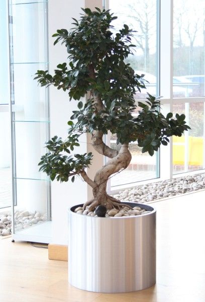 Ficus Ginseng S-shaped in brushed aluminium pot at Garmin European HQ Southampton UK Large Planters Indoor, Southampton Uk, Ficus Ginseng, Planters Indoor, Bonsai Ficus, Ficus Microcarpa, Indoor Tree, Yucca Plant, Indoor Trees