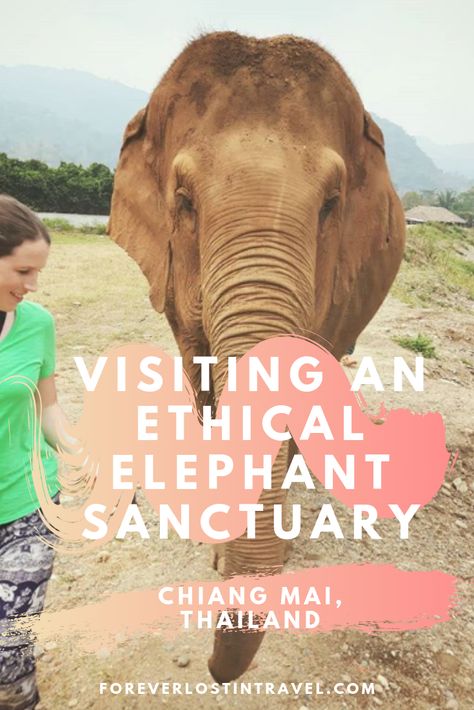 My visit to this ethical elephant sanctuary in Chiang Mai was one of the best activities I could have picked. Animal encounters are always good, but knowing that you can help make a difference as well is much better. Feeding elephants and getting close to them is a must do Chiang Mai activity.  #elephantnaturepark #elephants #chiangmai #thailand #foreverlostintravel #ethicaltourism #elephantsanctuary Elephant Sanctuary Thailand, Thailand Tourism, Elephant Nature Park, Thailand Elephants, Asian Travel, Ethical Travel, Bali Vacation, Thailand Travel Tips, Animal Experiences