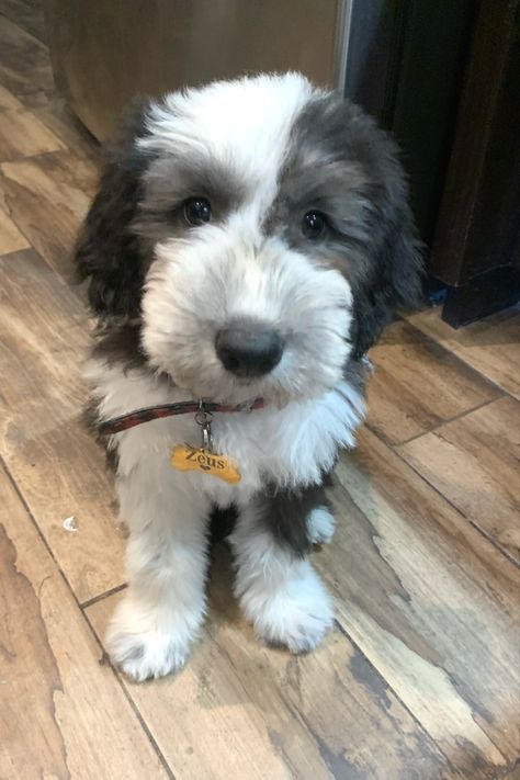 Old English Sheep Dog Puppy, Old Sheep Dog, Old English Sheep Dog, English Sheep Dog, Sheep Dog Puppy, Sheep Dog, Dog Haircuts, Old English Sheepdog, Sweet Dogs