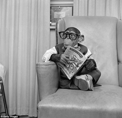 Reading - Kokomo the talkingchimp 1950s Funny Vintage Photos, A Monkey, Rock Songs, Monkeys Funny, Reading A Book, Wearing Glasses, Primates, Vintage Humor, 귀여운 동물