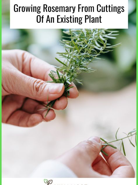 Grow Rosemary From Clippings, Rosemary From Cuttings, How To Grow Rosemary, Grow Rosemary, Growing Rosemary, Outdoor Herb Garden, Rosemary Plant, Herb Garden Kit, Indoor Herb Garden