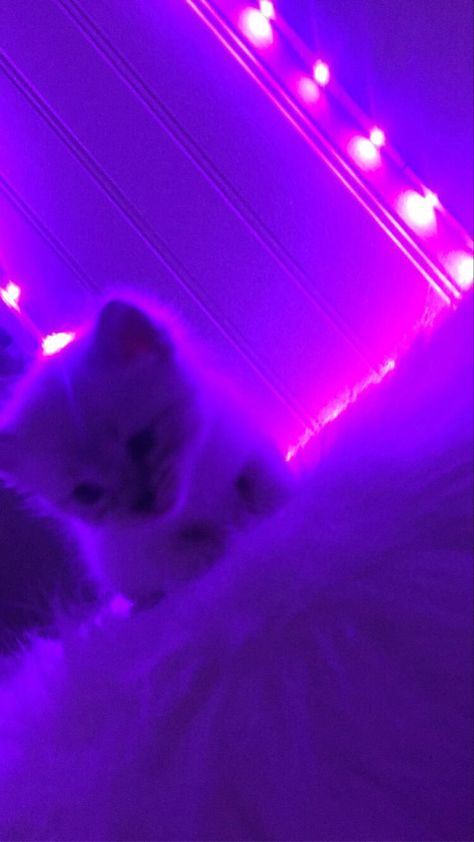 Purple Cat Aesthetic, Purple Vibe Aesthetic Wallpaper, Led Viola, Led Light Aesthetic Wallpaper, Purple Wallpaper Hd, Purple Galaxy Wallpaper, Purple Led Lights, Purple Aesthetic Background, Pink Wallpaper Hello Kitty