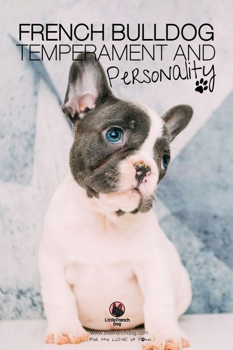 Frenchie Accessories, Bulldog Training, Loving Relationship, Terrier Breeds, Frenchie Puppy, Bull Dogs, Aggressive Dog, Puppy Photos, French Bulldog Puppy