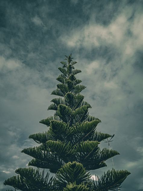 Wallpaper Tree, Tree Growth, Dark Cyan, Single Tree, Dark Sky, Wallpaper Dark, Tree Wallpaper, Dark Forest Green, Dark Forest