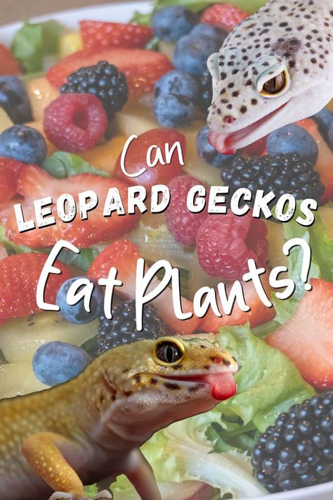 Leopard Gecko Food - Can leopard geckos eat fruit or vegetables?  Reptiles can have a variety of dietary needs, and it’s important for pet owners to know what to feed their animals. Some lizard species enjoy a mix of insects, small animals, and plants, it’s not the correct diet for all reptiles. Find out if you should be including plants in your leopard geckos diet! Lepord Gecko Cages, Leopard Gecko Safe Plants, Lepord Gecko Enclosure Ideas, Leopard Gecko Food List, Lepord Gecko Habitat Ideas Aesthetic, Diy Leopard Gecko Enclosure, Bioactive Leopard Gecko Tank, Leopard Gecko Habitat Ideas, Leopard Gecko Enclosure Ideas