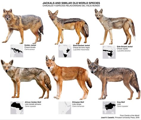 Golden Jackal, Golden Wolf, Pig Breeds, Wild Dog, African Wild Dog, Rare Animals, Animal Facts, Wild Dogs, Zoology