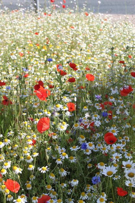 Uk Wildflowers, Wildflowers Wallpaper, Wildflower Meadow, Flower Bed, Garden Types, Nothing But Flowers, Wildflower Garden, Pretty Landscapes, Garden Cottage