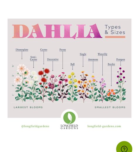 Dahlia Flower Garden, Longfield Gardens, Dahlias Garden, Garden Bulbs, Cut Flower Garden, Spring Plants, Find Your Way, Home Landscaping, Dahlia Flower