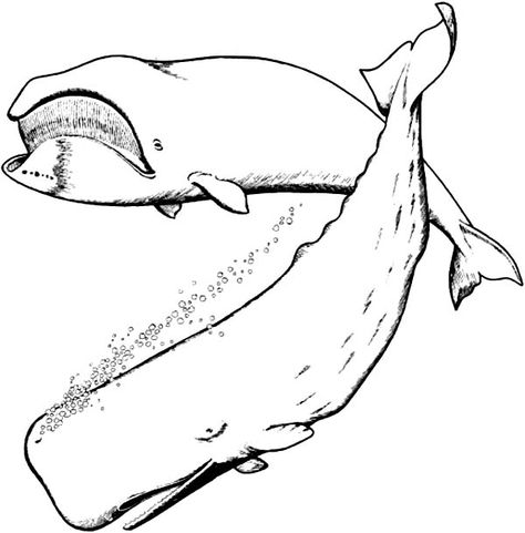 Blue Whale and Sperm Whale Coloring Page Whale Drawing Pencil, Sperm Whale Drawing, Whale Coloring, Whale Pictures, Whale Coloring Pages, Ocean Coloring Pages, Whale Drawing, Family Coloring Pages, Jonah And The Whale