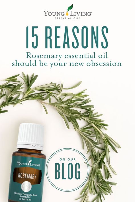 Uses For Rosemary Essential Oil, Rosemary Essential Oil Blends, Rosemary Oil Uses, Rosemary Essential Oil Uses, Rosemary Essential Oil Benefits, Benefits Of Rosemary Essential Oil, Young Living Rosemary, Body Butter Vs Lotion, Vs Lotion