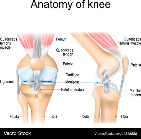 Leg Joints Drawing, Hip Joints Anatomy, Knee Joints Drawing, Knee Anatomy Drawing, Knee Structure, Anatomy Knee, Knee Anatomy, Anatomy Structure, Gcse Pe