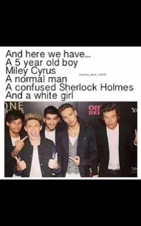 One Direction Collage, One Direction Fandom, One Direction Jokes, One Direction Images, One Direction Louis, 1d Funny, Direction Quotes, One Direction Quotes, Normal Guys