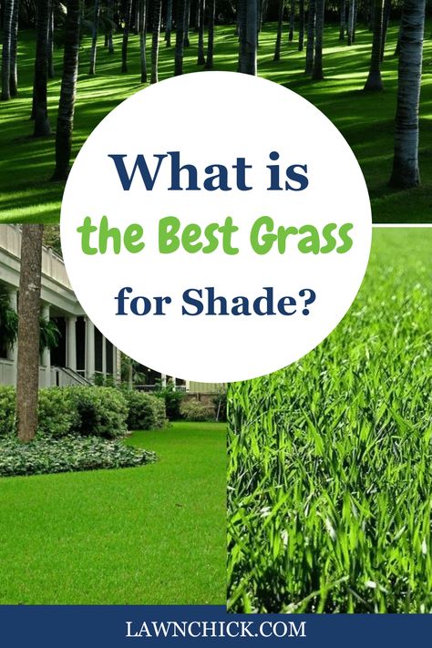 If you have a lot of shade on your property, you'll need a turfgrass that can deal with those kinds of conditions. Luckily, there are plenty of fantastic options to choose from. In this handy blog post, we reveal the best grasses for shade, so you can choose the ideal one for your lawn. Whether you need a cool-season or warm-season grass, you can find one that will be right to plant. Give us a visit to learn about all your options. Best Grass For Shade, Grasses For Shade, Lawn Grass Types, Fescue Grass Seed, Tall Fescue Grass, Grass Seed Types, Grass Types, Fescue Grass, Zoysia Grass