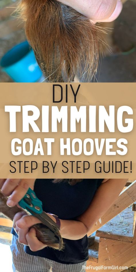 A woman holding the goats foot in her hand with the other hand holding a blue hoof trimmer. The text overlay is DIY Trimming Goat Hooves step by step guide. Goat Hacks, Trimming Goat Hooves, Goat Stand, Goat Hoof Trimming, Goat Hooves, Goat Playground, Keeping Goats, Goat Health, Goat Barn