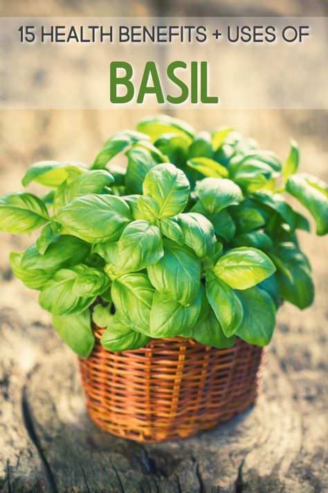 Health Benefits Of Basil, Benefits Of Basil, Basil Health Benefits, Italian Recipe, Holy Basil, Italian Pizza, Healing Food, Nutritional Value, Pizza Recipe