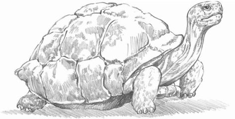 How to draw tortoise. Step-by-step tutorial. Draw Tortoise, Tortoise Drawing, Land Turtles, Turtle Drawing, Sea Turtle Art, Nature Art Drawings, Cool Pencil Drawings, Drawing Step, Turtle Art