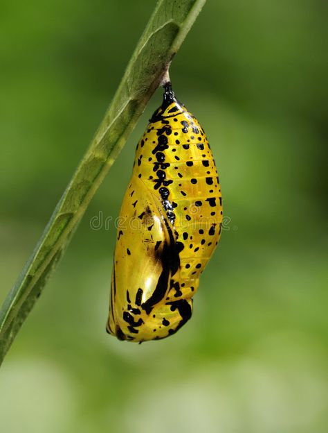 Butterfly Pupa, Butterfly Kite, Paper Kite, On Leave, Life Image, Fantasy Forest, Sleeves Ideas, Arthropods, Arachnids