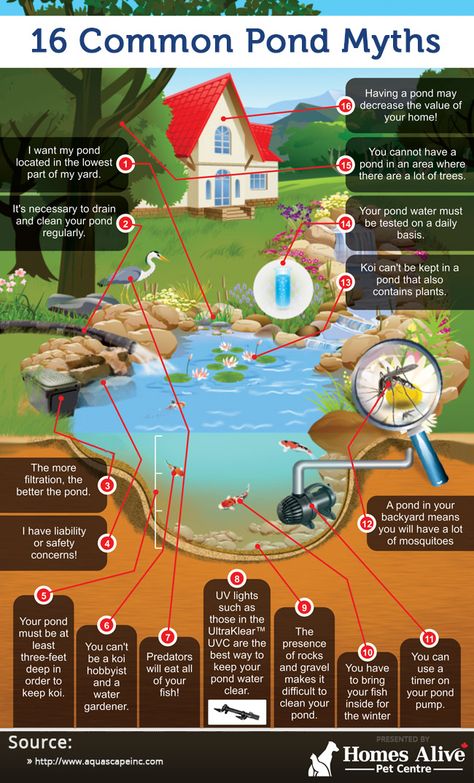 Blog - 16 Common Pond Myths [Infographic] Kolam Koi, Farm Pond, Garden Ponds, Outdoor Ponds, Diy Pond, Pond Ideas, نباتات منزلية, Pond Waterfall, Pond Water Features