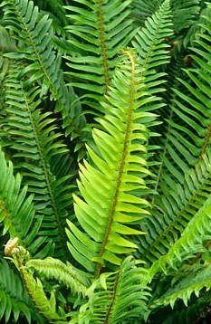 Evergreen Ferns.Polystichum munitum AGM Polystichum Polyblepharum, Polystichum Munitum, Reseeding Lawn, Asplenium Scolopendrium, Dry Shade Plants, Evergreen Ferns, Ferns Garden, Evergreen Garden, London Garden