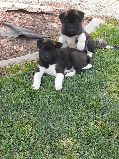 Akita Pups Akita Puppies For Sale, Akita Puppy, Japanese Akita, Akita Puppies, American Akita, Dream Dog, Puppies For Sale, Dogs And Puppies, Adoption