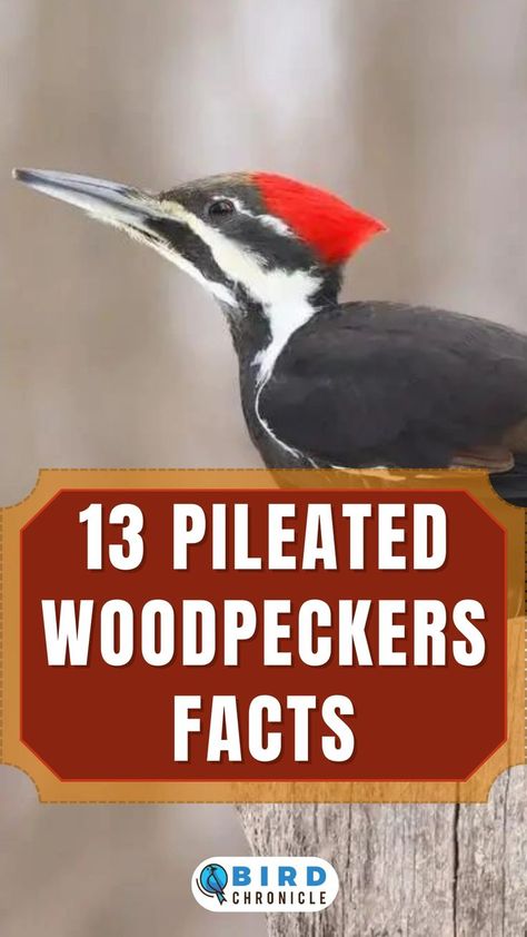 Woodpecker Feeder, Backyard Birds Watching, Backyard Birds Sanctuary, Bird Feeder Plans, Pileated Woodpecker, Bird Facts, Bird Types, Bird House Plans, Bird Calls