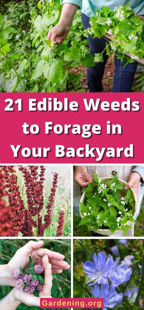 21 Edible Weeds to Forage in Your Backyard Eatable Plants, Medicinal Herbs Remedies, Edible Weeds, Wild Food Foraging, Wood Sorrel, Edible Wild Plants, Invasive Plants, Living Off The Land, Wild Edibles