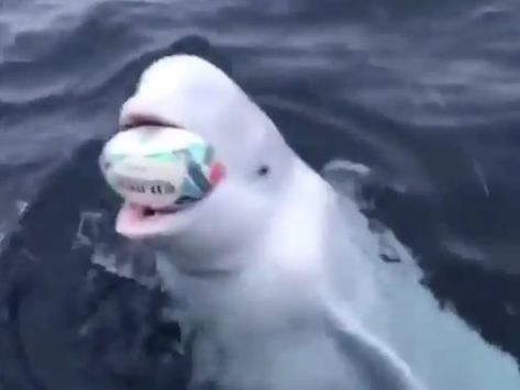 Beluga Whale Plays Fetch With Rugby World Cup Ball In Incredible Video Monkey Face, Rugby Ball, Beluga Whale, Rugby World Cup, America Flag, Marine Mammals, American Flag Shirt, Mammals, World Cup