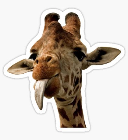 Giraffe with Cute Tongue! Sticker Stickers Cool, Bff Gifts Diy, Snapchat Stickers, Rainbow Cat, Hydroflask Stickers, Cute Cartoon Pictures, Meme Stickers, Unique Sticker, Stickers For Sale