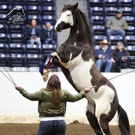 Who was inspired by the ILHA Invitational Freestyle in Ohio? It's amazing what's possible when you trust your horse and work with them daily to accomplish your goals at liberty. Horse Liberty, Ireland Horseback Riding, Liberty Work With Horses, Hawaii Horseback Riding, Liberty Training For Horses, All The Pretty Horses, Horse Training, Pretty Horses, Horse Riding