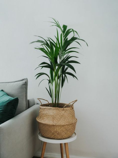 8 common problems with Dracaena | Yellowing, browning, drooping & more - Houseplant Central Tropical Plants Indoor, Houseplants Safe For Cats, Dypsis Lutescens, Kentia Palm, Areca Palm, Moth Orchid, Indoor Trees, Balcony Plants, Iron Plant