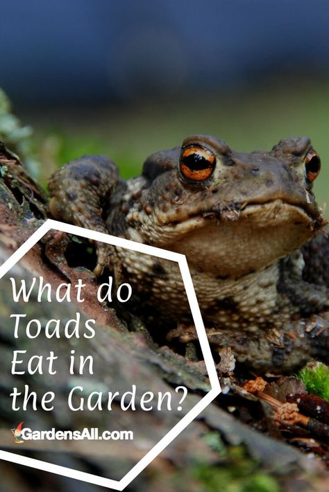 Toads and frogs are both carnivores, that eat insects, worms and other types of live prey. Baby toads eat the tiniest version of insects, such as gnats flies and ants. #gardening #toads #nature #planting What Do Frogs Eat, Pallet Gardens, Pet Frog, Diy Straw, Cucumber Trellis, Edible Gardening, Diy Home Garden, Vegetable Plants, Pallet Planter