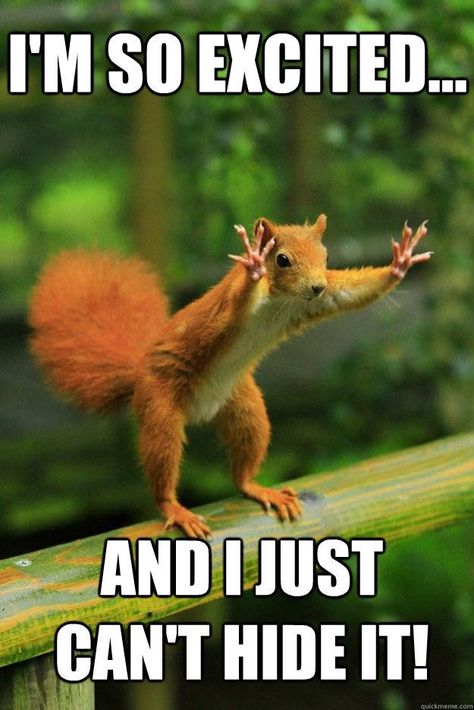 I'm so excited ...  and I just can't hide it! Squirrel Memes, Funny Photo Captions, Real Estate Memes, Squirrel Funny, Real Estate Humor, Cute Squirrel, A Squirrel, Red Squirrel, Funny Animal Memes