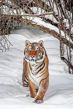 Amur Tiger, Regnul Animal, Cat Species, Tiger Pictures, Exotic Cats, Siberian Tiger, Cute Tigers, Majestic Animals, A Tiger