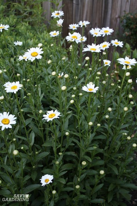 Shasta daisies are low-maintenance perennials that are both beautiful and pollinator-friendly. Discover the best varieties and tips for their care. #gardening #perennials Deer Resistant Perennials, Shasta Daisy, Long Blooming Perennials, Shasta Daisies, Sunflowers And Daisies, Cut Flower Garden, Moon Garden, Low Maintenance Garden, White Daisies