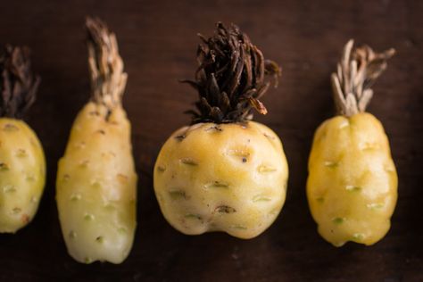 Barrel Cactus Fruit Prickly Pear Fruit, Cactus Food, Flint Corn, Cactus Fruit, Avgolemono Soup, Blood Sausage, Cactus Seeds, How To Make Taco, Barrel Cactus