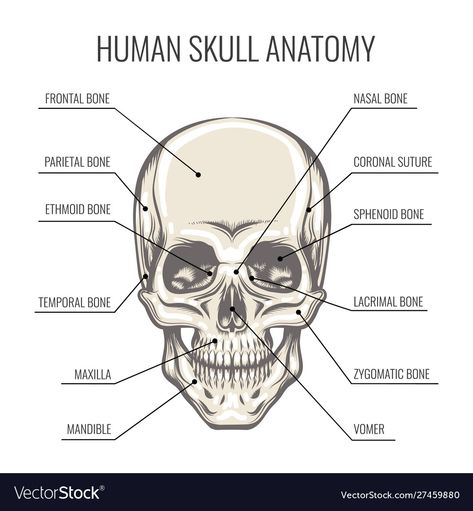 Human Skull Anatomy Drawing, Skull Structure Anatomy, Skull Anatomy Drawing Study, Drawing Curriculum, Human Skull Photography, Skull Structure, Human Bone Structure, Skull Diagram, Bones Of The Skull