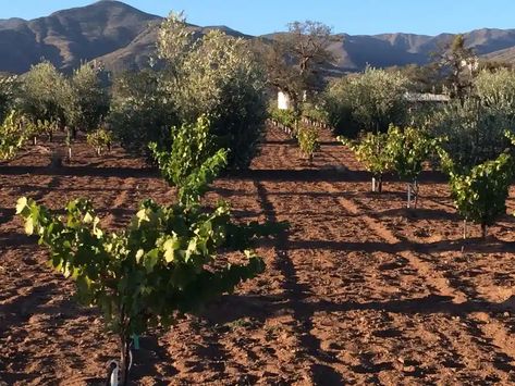 Dry Land Farming, Crop Farming, Orchard Tree, California Drought, Dry Land, Farm Ideas, Drought Resistant, Gardening Flowers, Edible Landscaping