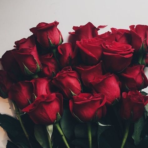 #rose #fleur #cosmetic #goals #roses #fashion #like #flowers  https://weheartit.com/entry/299589255 Wallpaper Mawar, Bunch Of Red Roses, Vintage Nature Photography, Nature Photography Flowers, Red Images, Flowers Photography Wallpaper, Disney Instagram, 90's Fashion, Single Rose