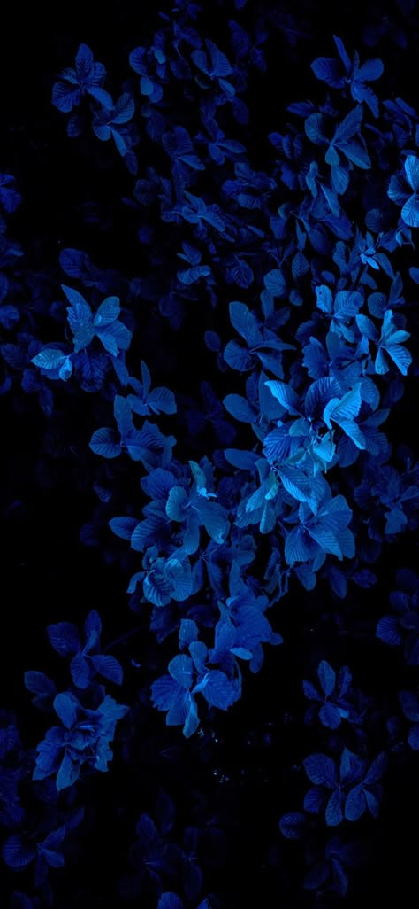 Dark Deep Winter, The Concept Wardrobe, Concept Wardrobe, Black And Blue Wallpaper, Blue Aesthetic Dark, Room Fragrance, Blue Flower Wallpaper, Dark Blue Flowers, Dark Blue Wallpaper