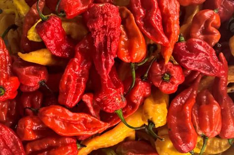 This pepper is native to Northeast India, particularly the states of Assam, Nagaland, and Manipur, where it has been used in traditional cuisine for centuries. Bhut Jolokia has a fascinating history that spans both cultural and culinary realms, from its traditional use in local dishes to its global popularity as a spice and even as a weapon. Carolina Reaper Pepper, Pork Curry, Bhut Jolokia, Post Man, Slow Cooked Pork, Ghost Pepper, Ghost Peppers, Northeast India, Vegetable Stew