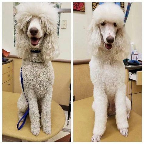 Poodle Styles, Poodle Hairstyles, Toy Poodle Haircut, Standard Poodle Haircuts, Poodle Haircut Styles, Golden Doodle Puppy, Poodle Haircuts, Teacup Poodle Puppies, Goldendoodle Grooming