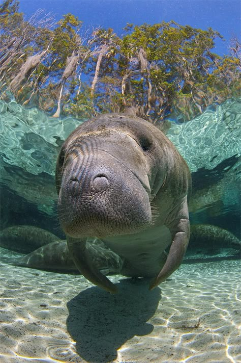 http://www.sydellecosmetics.com/products/pampered-pits-solid-almond-elegance-1 Ocean Habitat, Manatee Florida, Head Portrait, Fauna Marina, Sea Cow, Manatees, Water Animals, Marine Mammals, Ocean Creatures