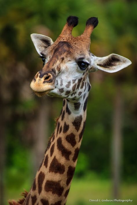 Giraffe Reference Photos, Giraffe Eyes, African Animals Photography, Giraffe Photography, Giraffe Images, Giraffe Photos, Animal Photography Wildlife, Giraffe Pictures, African Giraffe