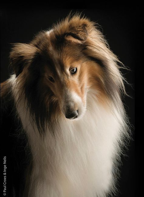 Rough collie Rough Collies, Alan Wilder, Sheltie Dogs, Rough Collie, Cute Dog Pictures, Best Dog Breeds, Collie Dog, Shetland Sheepdog, Canine Companions